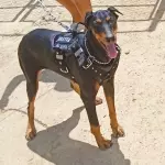 Pechera Táctica AlphaCan personaliza