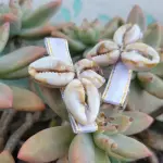 Presilla Caracolas