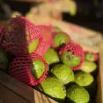 Goiaba Fresca gigante