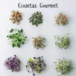 Caja de Brotes Orgánicos Mix 4 Especies 50gr.