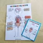 Órganos del cuerpo
