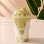 Matcha Madness