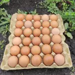Huevos rojos × 15 unidades