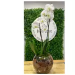 Box orquídea em vaso de vidro
