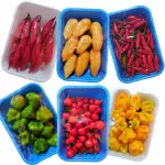 Pimentas Diversas Bandeja