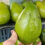Aguacate papelillo 7000