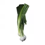 Organic Quelite Onion Roll Unit
