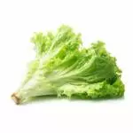 Lechuga Hidropónica Verde