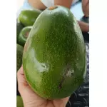 Aguacate choquette 16.000
