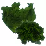 Chiória/Escarola