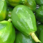MAMÃO PAPAYA ORGÂNICO