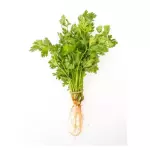 Cilantro Fresco (1 manojo)