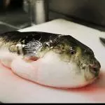 Bok shashimi
