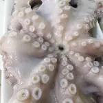Pulpo
