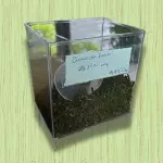 CRAVO DA ÍNDIA (50G)