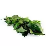 Hoja de Aguacate