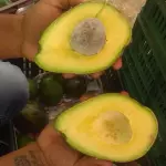Aguacate choquette 7.000