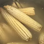 ELOTE DE TURNO