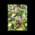 AGUACATE