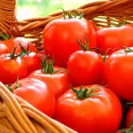 Tomate Primera