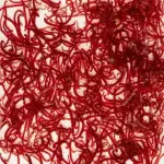 Bloodworms Premium