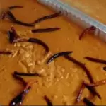 Frijoles Fritos