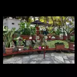 Plantas Diversas