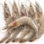 LANGOSTINOS
