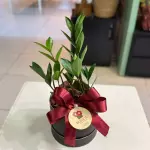Box Mini Zamio