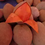 Mamey