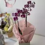 Orquídea duas Astes