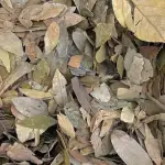 Graviola Folhas 100g