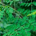 Folhas de Moringa oleifera