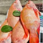 MOJARRA ROJA