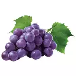 Uva