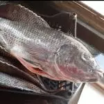 Tilápia inteira