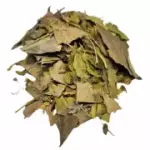 Ginkgo biloba
