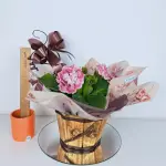 A434 Gloxinia "Encanto Rubro"