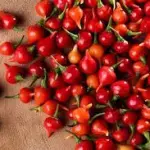 Pimenta Biquinho