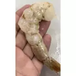FILÉ DE CAMARÃO 16/20 cinza