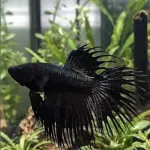Betta corona full black