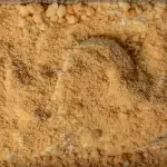 Galleta Italiana
