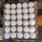 Cartela Ovo - Tipo Jumbo