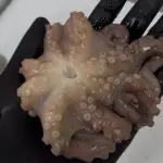 TENTÁCULO POLVO P