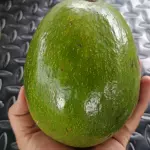 Aguacate choquette 21.000
