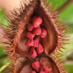 Semente de Urucum