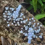 Broche Americano