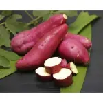 Batata Doce Média 0,500g