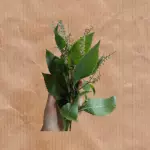 Alfavaca (100g)