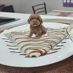 Ternu Crepe